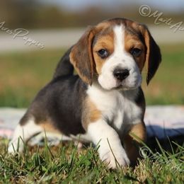 AKC 'Mickey' - Black tan and white male Beagle puppy in Lamar, Missouri from Marti Acres ~ Boston Terrier & Beagles