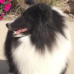 Shetland Sheepdog All Grown Up from Honeyhill shelties