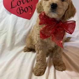 Goldendoodle Puppies from OnlyGoldendoodles