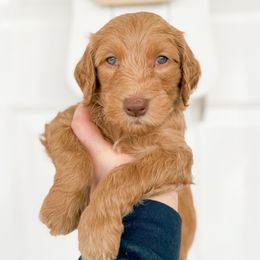 Goldendoodle Puppies from Summer Sun Doodles