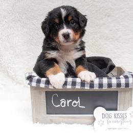 Bernese Mountain Dog Puppies from Berner Dynasty