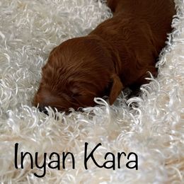 Goldendoodle Puppies from Ming’s Dynasty Doodles