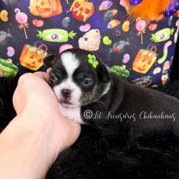 Sypha - Black and tan female Chihuahua puppy in Anderson, South Carolina from Lil Treasures Chihuahuas
