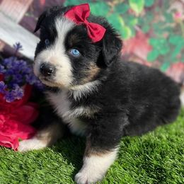 Dachshund, Miniature Australian Shepherd, and Shiba Inu Puppies from Elite Puppies of Oklahoma