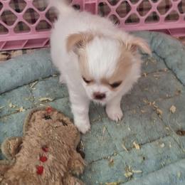 Girl 1 - Cream and white female Chihuahua puppy in Haines City, Florida from Kassafina Kennel