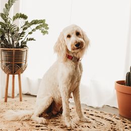 Mattie - Goldendoodle