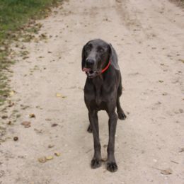 Beau - Weimaraner