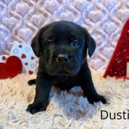 1st pick Black Male - Black male Labrador Retriever puppy in Farmington, Missouri from Granite Creek Kennel