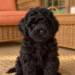 Oaks - Black male Cavapoo puppy in Alachua, Florida from SongPaws