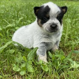 Nash - Blue male Australian Cattle Dog puppy in Olive Hill, Kentucky from Tompkins Farm
