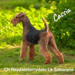 Cassia - Airedale Terrier