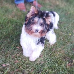 Boy 1Noble Legacys Legendary Chance - Biewer Terrier puppy from Noble Legacy Biewers