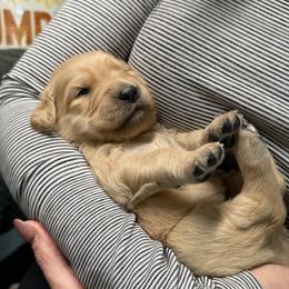 Grey male - Golden male Golden Retriever puppy in Sandy, Utah from North Star Goldens