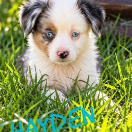 Hayden - Blue merle male Miniature American Shepherd puppy in Sanger, California from Flying M Cactus Ranch Buddies