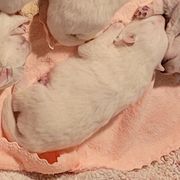 Boy 2 (Largest) - White male Japanese Spitz puppy in Littleton, Colorado from Japanese Spitz