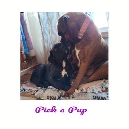 Boxer Puppies from Pick A Pup