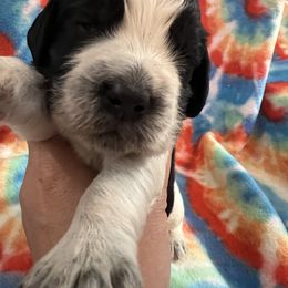 Green collar black and white ROAN - Black and white male English Springer Spaniel puppy in Jamestown, Kentucky from Waterworks Springers