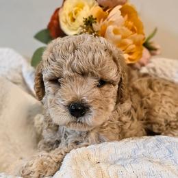 Rhett - Apricot male Cavapoo puppy in Gunnison, Utah from Curls and Camo Pups