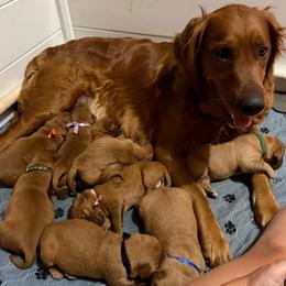 Boy 4 - Dark golden male Golden Retriever puppy in Post Falls, Idaho from Mountain View Goldens