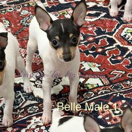 Boy 1 - White black and tan male Toy Fox Terrier puppy in Wayne, Oklahoma from FritzFox Toy Fox Terriers