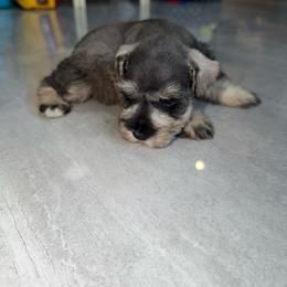 PURPLE - Salt and pepper female Miniature Schnauzer puppy in Lehigh Acres, Florida from Bertica's Miniature Schnauzers