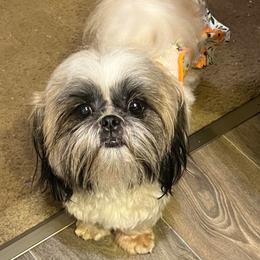 Meeka - Shih Tzu