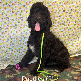 Puddles - Black female Goldendoodle puppy in Water Valley, Mississippi from Olympian Doodles