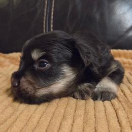 Orion - Liver male Miniature Schnauzer puppy in Graham, Washington from Olivia's Miniature Schnauzer's