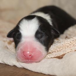 SALEM - Black tri-color male Australian Shepherd puppy in Star City, Arkansas from Blush & Lace Aussie Co.