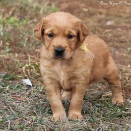 Riley's Yellow Boy - Golden male Golden Retriever puppy in Idaho Falls, Idaho from Once Upon A Dream Kennels