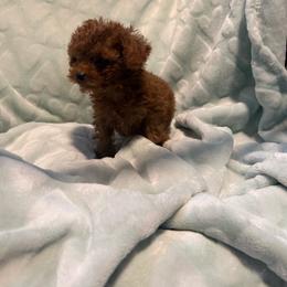 Red - Red  male Poodle puppy in Maryland from CashEuro Poodles