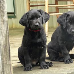 Labrador Retriever Puppies from Valedictorian Retrievers