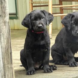 Labrador Retriever Puppies from Valedictorian Retrievers