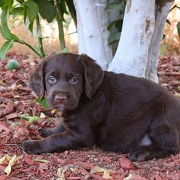 Twix - Chocolate male Labradoodle puppy in Apache Junction, Arizona from Loving Doodle