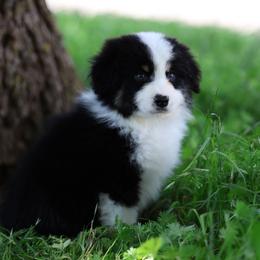 Colin - Black tri male Miniature American Shepherd puppy in Duncan, Oklahoma from Sovereign Miniature American Shepherds