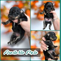 Black Tan Tri Male - Tri-colored male Pomeranian puppy in Harrah, Oklahoma from Sunshines Pomeranians & Cavapoos
