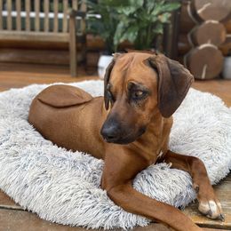 Wasako - Rhodesian Ridgeback