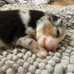 Martini - Blue merle female Miniature Australian Shepherd puppy in Gatesville, Texas from Southern Promise Aussie’s