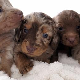 Remmy - Dapple male Dachshund puppy in Bentonville, Arkansas from T & D Dachshunds by design