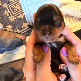 Evie Dawn - Black and tan female Yorkshire Terrier puppy in Coeur D Alene, Idaho from Cozy Coeur Yorkies