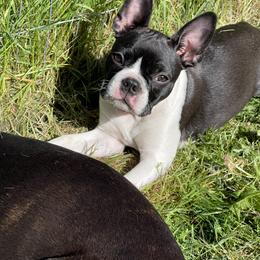 Boston Terrier Puppies from Boston Terrier Besties