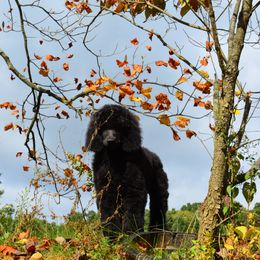 Poodle Puppies from D and D Standard Poodles