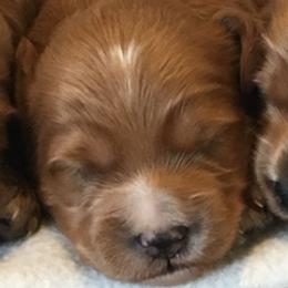 Girl 2 - Red  female Goldendoodle puppy in Fredericksburg, Ohio from Timshell Farm Specialty Crossbreed Puppies