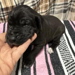 Girl 4 - Black and white female Great Dane puppy in Indianola, Iowa from Bull West Kennels
