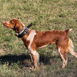 Brittany puppies from Kennel de Fowler