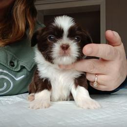 Charles - Liver and white male Shih Tzu puppy in Brodnax, Virginia from Kbsshihtzus