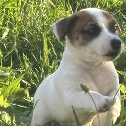 Jack Russell Terriers and Labrador Retrievers from Rose Haven farm