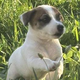 Jack Russell Terriers and Labrador Retrievers from Rose Haven farm