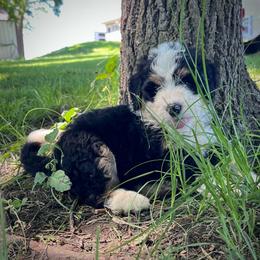 Freedom - Tri-color female Bernedoodle puppy in Kansas City, Missouri from Beary GoldenDoodles