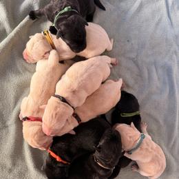 Light green - Black male Labrador Retriever puppy in Celina, Ohio from Hickory Creek Labs